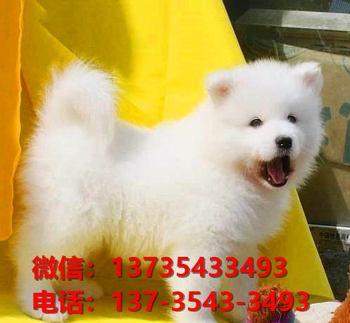 济南犬舍出售纯种萨摩耶犬 宠物狗市场在哪 卖