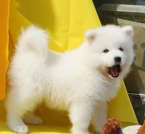 呼和浩特宠物狗犬舍出售纯种萨摩耶犬 哪里有