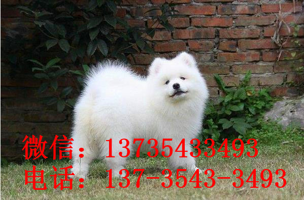 珠海犬舍出售纯种萨摩耶幼犬澳版萨摩犬领养宠