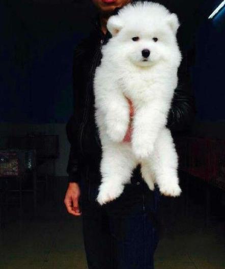 深圳宠物狗狗犬舍出售纯种萨摩耶犬幼犬狗狗领