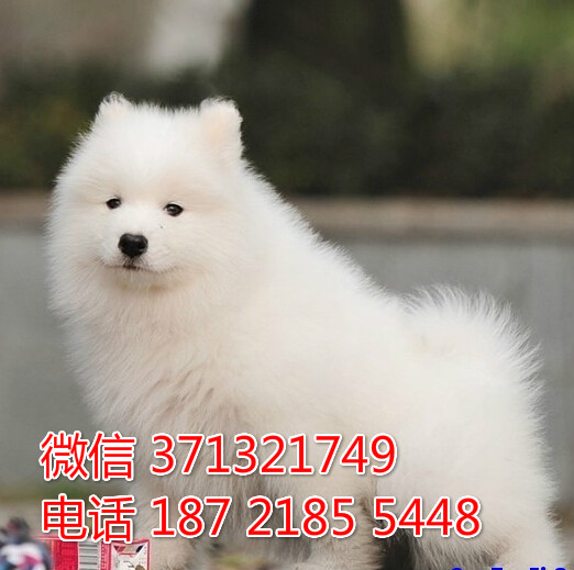 哈尔滨犬舍出售 萨摩犬狗狗幼犬 哈尔滨哪里有狗场
