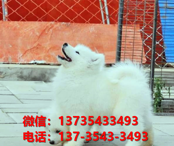 重庆宠物狗犬舍出售纯种萨摩耶犬 哪里有狗狗