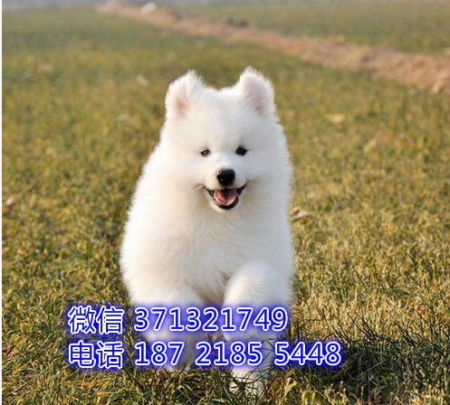 萨摩出售纯种幼犬 厦门犬舍出售萨摩犬狗狗