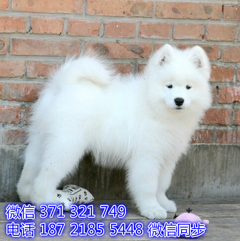 西安犬舍出售萨摩犬狗狗，长不大比熊狗狗 聪明