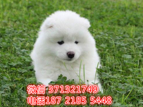 南宁犬舍 萨摩特价宠物狗狗 南宁狗场繁殖 小型犬大型犬