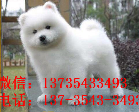 南昌宠物狗狗出售纯种萨摩耶犬幼犬澳版萨摩狗