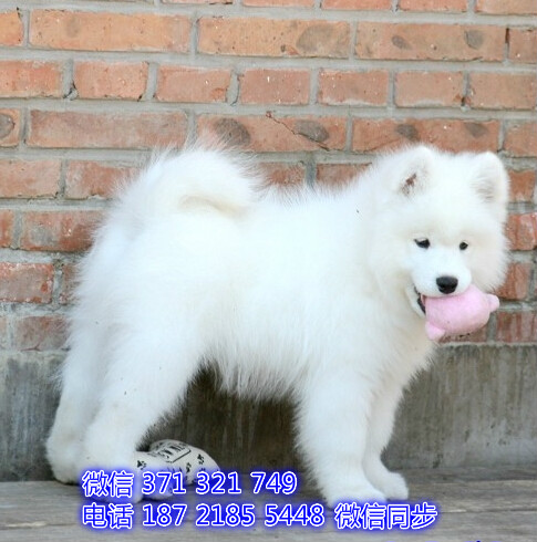长沙特价萨摩犬出售纯种幼犬 长沙犬舍哪里有宠物狗