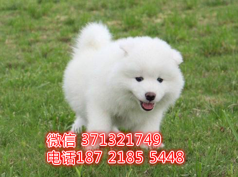 南宁犬舍 萨摩特价宠物狗狗 南宁狗场繁殖 小型犬大型犬
