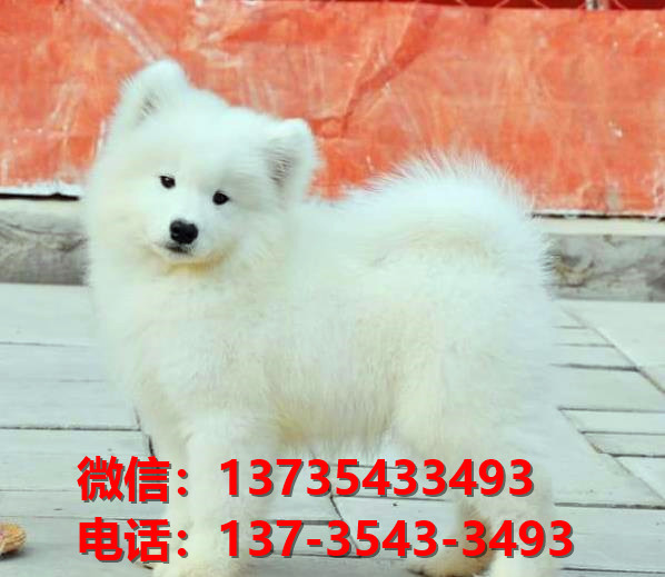 沈阳犬舍出售纯种萨摩耶犬 宠物狗市场在哪 卖狗领养宠物