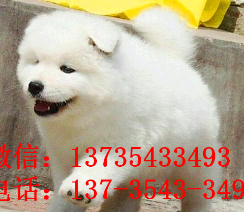 南昌宠物狗狗出售纯种萨摩耶犬幼犬澳版萨摩狗
