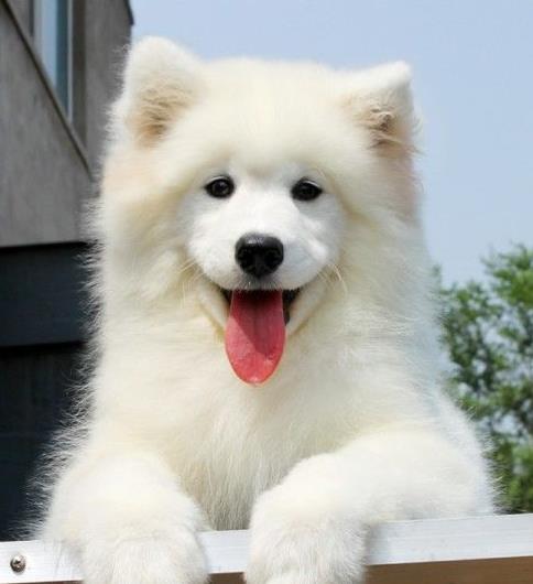 宁波犬舍宠物狗狗出售纯种萨摩犬幼犬白色萨摩