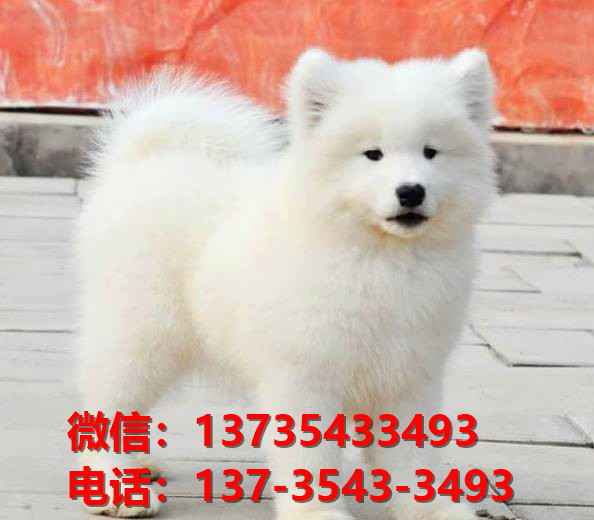 沈阳犬舍出售纯种萨摩耶犬 宠物狗市场在哪 卖狗领养宠物