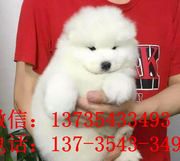武汉宠物狗狗犬舍出售纯种萨摩耶犬幼犬狗狗领