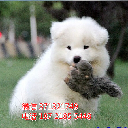 大连犬舍出售 萨摩犬幼犬狗狗 大连狗场在哪里 特价宠物