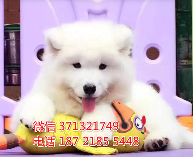 萨摩出售纯种，大型犬萨摩宝宝，包健康福州犬舍