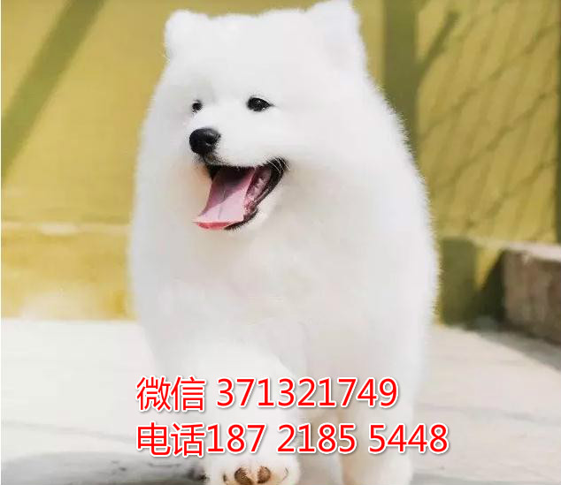 ?？谌?萨摩犬出售纯种幼犬 海口本地特价可