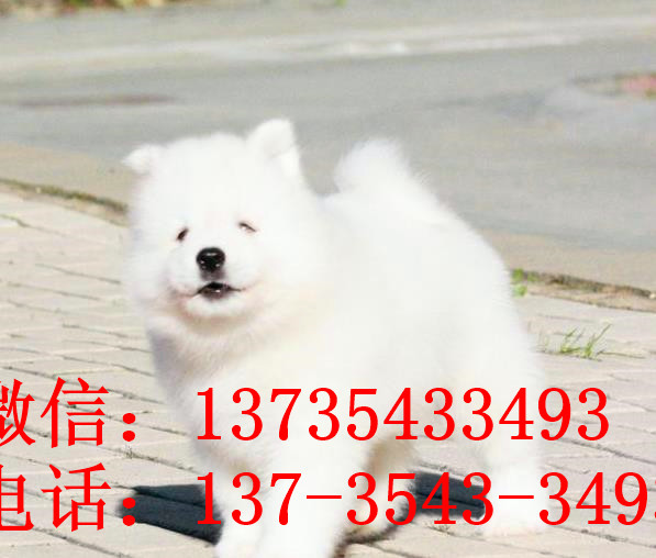 重庆宠物狗狗犬舍出售纯种萨摩耶犬幼犬狗狗领