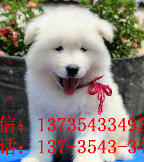 哈尔滨宠物狗狗出售萨摩耶犬买狗卖狗宠物狗市