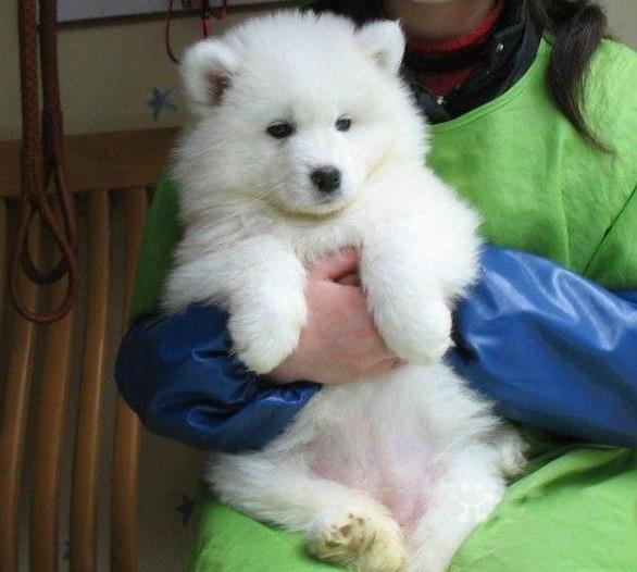 沈阳宠物狗狗犬舍出售纯种萨摩耶犬 狗市哪里