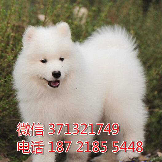 哈尔滨犬舍出售 萨摩犬狗狗幼犬 哈尔滨哪里有狗场