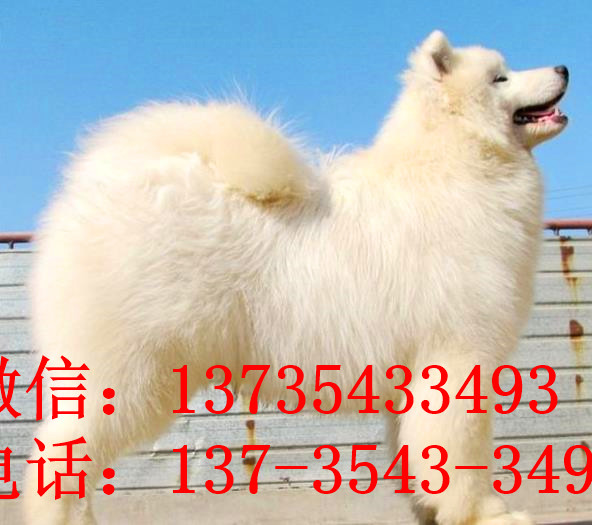 清远犬舍出售纯种萨摩耶犬幼犬白色宠物狗狗领