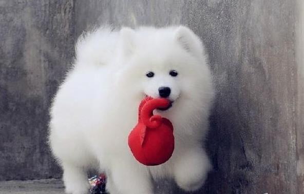 宁波宠物狗狗出售纯种萨摩耶犬幼犬澳版萨摩狗