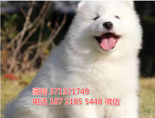 哈尔滨宠物 萨摩犬出售纯种幼犬 哈尔滨狗场在