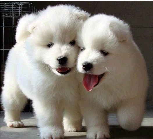 昭通宠物网 昭通买萨摩耶 昭通名犬市场