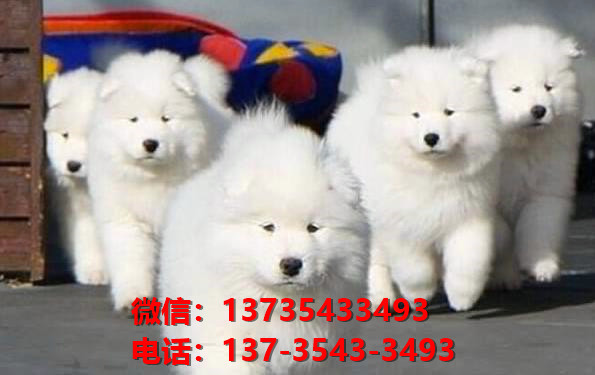 纯种萨摩耶犬领养深圳宠物狗狗市场在哪里买狗