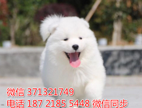 济南特惠萨摩犬出售，济南犬舍在哪里 狗场繁殖