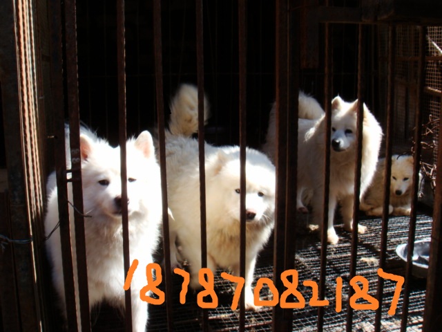 思茅地区哪里卖宠物犬 思茅能买到纯种萨摩耶