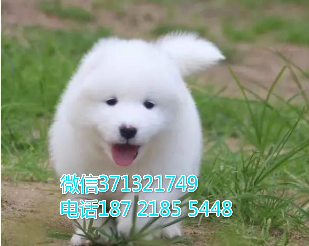 哈尔滨狗狗萨摩犬出售纯种幼犬 哈尔滨犬舍 全国发货