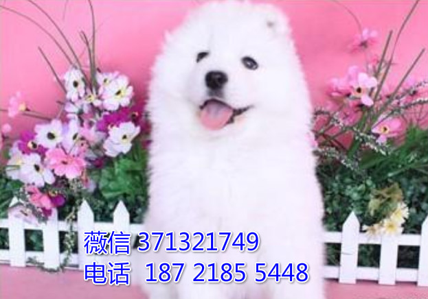 济南狗狗 萨摩犬出售纯种幼犬 济南狗场 全国