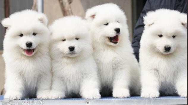 思茅买狗的地方 云南本地狗场买萨摩耶