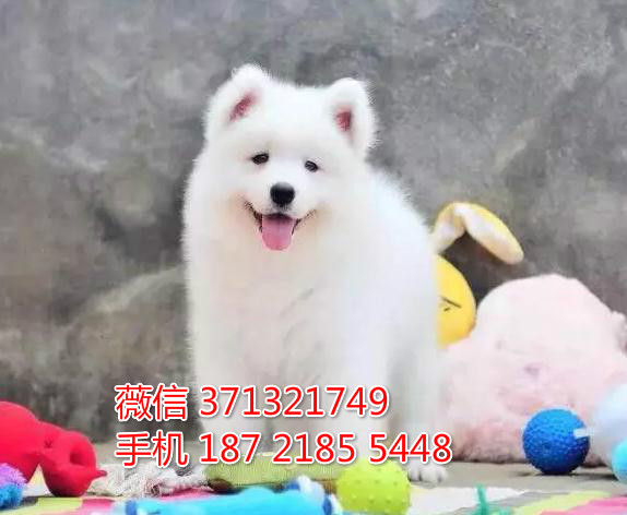 深圳宠物萨摩犬出售纯种幼犬 深圳宠物狗犬舍