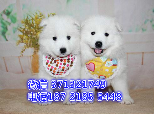 深圳狗狗 萨摩犬出售纯种幼犬 深圳实体店 全