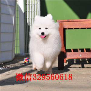  南昌哪里能买到纯种萨摩耶 南昌哪里有卖纯种