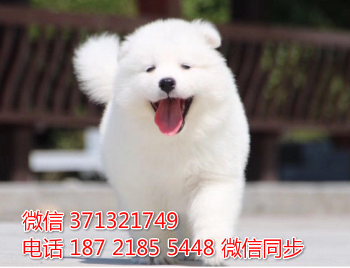 重庆特价 萨摩犬出售纯种幼犬 大型犬哈士奇雪
