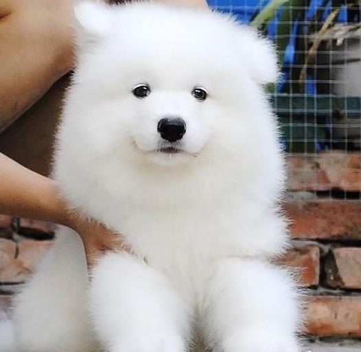 纯种萨摩耶犬领养重庆宠物狗市场在哪里买狗网