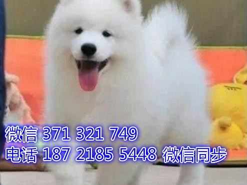 天津全国发货 萨摩出售幼犬 天津宠物狗狗促销