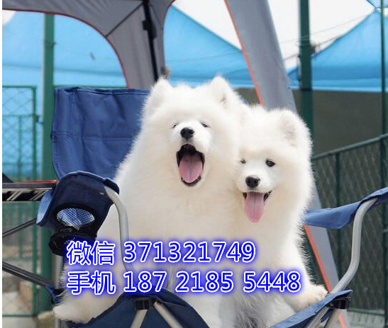 南昌狗狗 萨摩耶犬出售纯种 南昌犬舍 南昌全