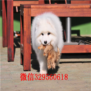   武汉哪里有萨摩耶出售 纯种健康的萨摩耶哪