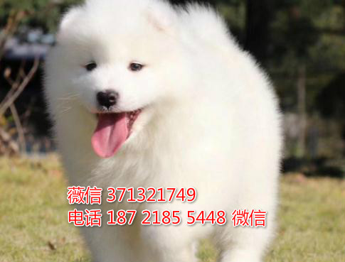 武汉狗狗 出售萨摩耶犬纯种幼犬 武汉狗场 全
