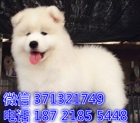 南京特惠 萨摩犬出售纯种幼犬 南京犬舍南京狗场