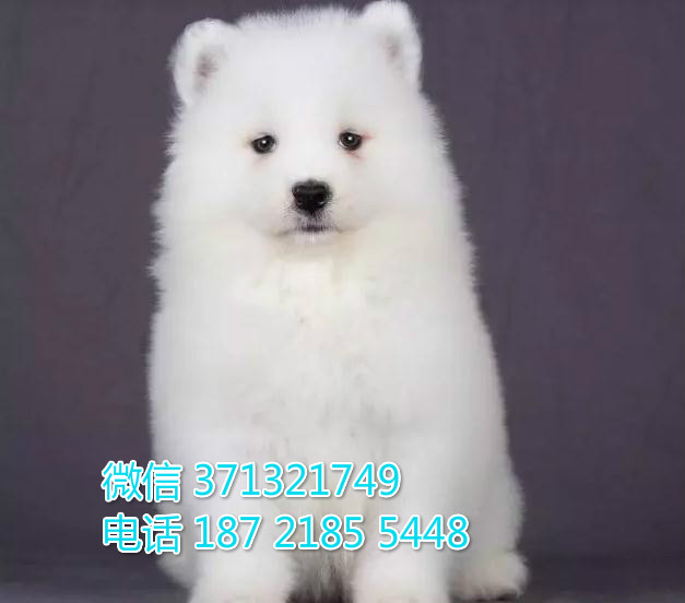 太原 萨摩犬出售纯种幼犬 太原狗场繁殖太原犬舍