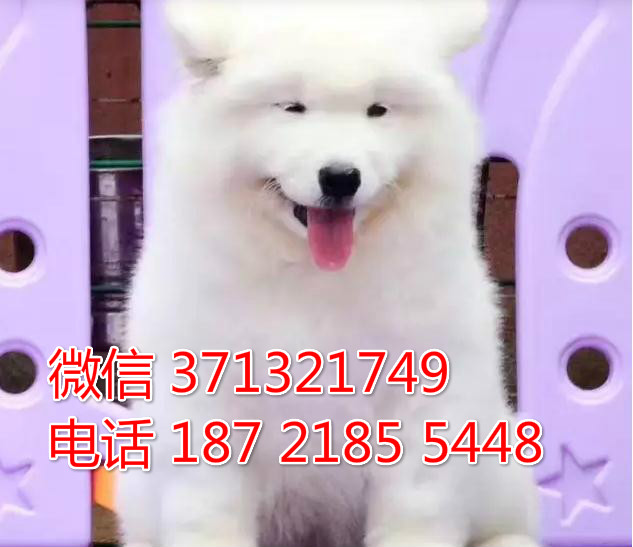 重庆特惠萨摩出售纯种幼犬 重庆犬舍宠物狗狗