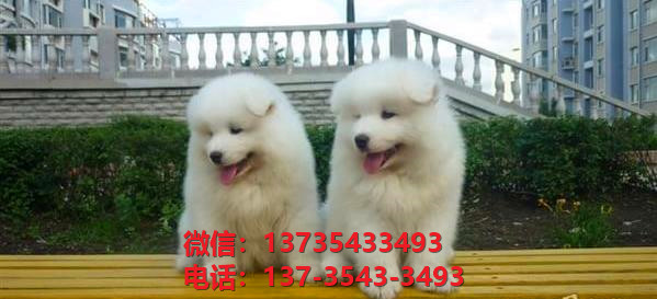 济南宠物狗狗犬舍出售纯种萨摩耶犬幼犬白色澳版萨摩狗