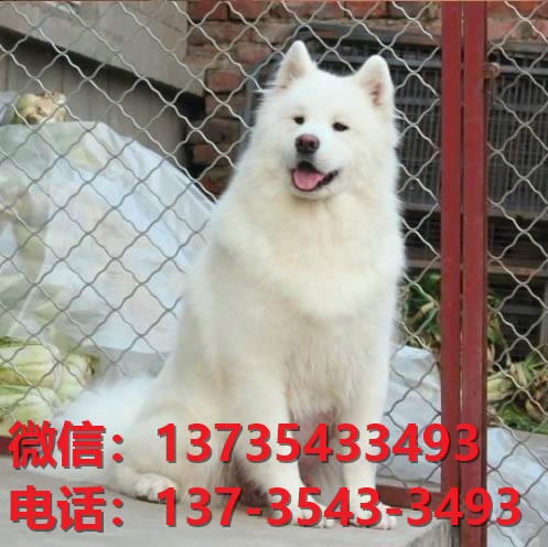 吉林长春宠物狗狗犬舍出售纯种萨摩耶犬澳版萨