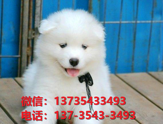 广东宠物狗纯种萨摩耶犬出售卖狗买狗地方在哪里有狗市场领养活体