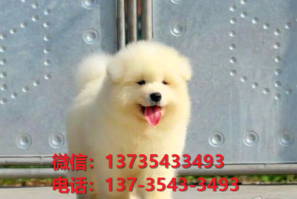 重庆宠物狗纯种萨摩耶犬出售卖狗买狗地方在哪里有狗市场领养活体